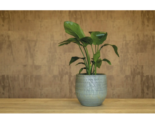 Pot de fleurs Passion for Pottery Santana grès cérame Ø 16 cm h 14 cm vert