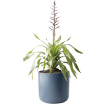 Bromélia en fleurs dans un pot bleu.