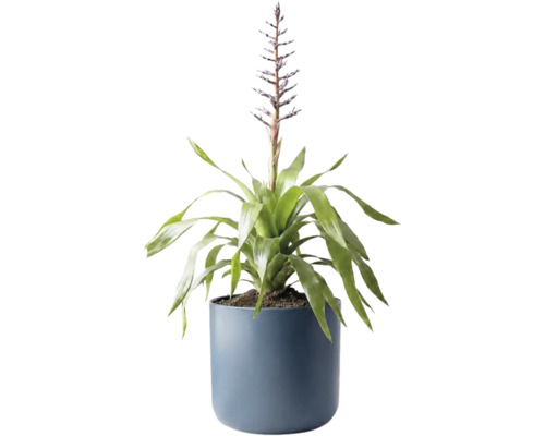 Bromélia en fleurs dans un pot bleu.