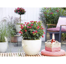 Rosier nain à fleurs rouges dans un cache-pot rond blanc sur une terrasse ensoleillée avec mobilier de jardin et décoration.