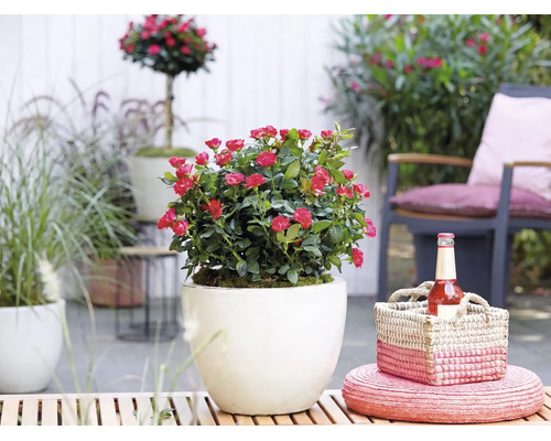 Rosier nain à fleurs rouges dans un cache-pot rond blanc sur une terrasse ensoleillée avec mobilier de jardin et décoration.