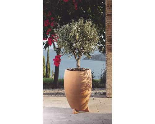 Ein Olivenbaum in einem grossen, bauchigen Pflanzgefäss aus Ton steht auf einer Terrasse mit Meerblick.