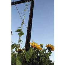 Poteau de treillage en métal avec câbles de grimpe et tournesols jaunes en fleurs dans le jardin.
