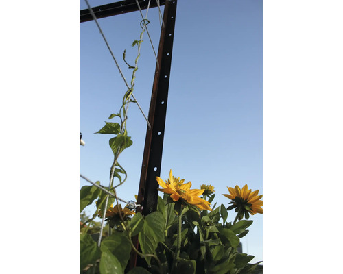 Poteau de treillage en métal avec câbles de grimpe et tournesols jaunes en fleurs dans le jardin.