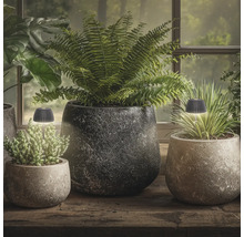 Deux petites lampes de table LED pour plantes dans des pots en pierre ronds sur une table en bois devant une fenêtre avec des plantes d intérieur.