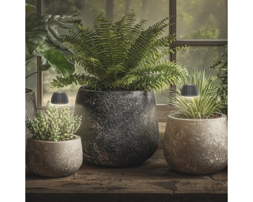Deux petites lampes de table LED pour plantes dans des pots en pierre ronds sur une table en bois devant une fenêtre avec des plantes d intérieur.