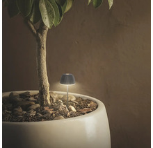 Petite lampe LED décorative en forme de champignon, utilisée comme piquet pour pot de fleurs avec éclairage d'accentuation.