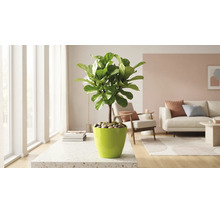 Figuier lyre artificiel dans un cache-pot brillant posé sur une table beige dans un salon lumineux avec canapé et fauteuil.