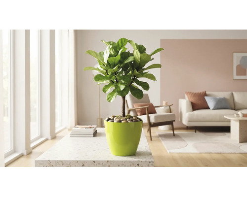 Figuier lyre artificiel dans un cache-pot brillant posé sur une table beige dans un salon lumineux avec canapé et fauteuil.
