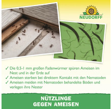 Logo Neudorff, insectes utiles contre les fourmis avec nématodes pour la lutte contre les fourmis.