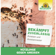 Lutte contre les fourmis Neudorff avec des fourmis sur un mur et indication pour combattre efficacement les fourmis et les fourmilières
