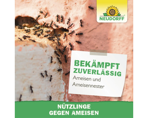 Lutte contre les fourmis Neudorff avec des fourmis sur un mur et indication pour combattre efficacement les fourmis et les fourmilières
