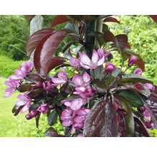 Pommier d ornement en fleurs avec des feuilles sombres et des fleurs roses dans le jardin