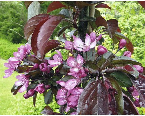 Pommier d ornement en fleurs avec des feuilles sombres et des fleurs roses dans le jardin