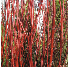 Gros plan sur les pousses intensément colorées d un cornouiller dans un jardin.
