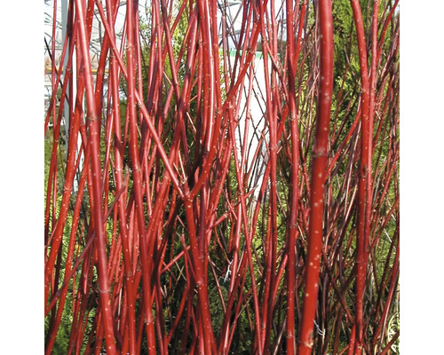 Gros plan sur les pousses intensément colorées d un cornouiller dans un jardin.