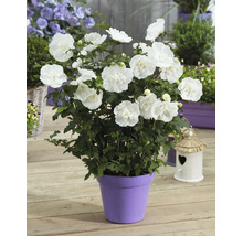 Un althéa blanc en fleurs dans un pot sur une terrasse en bois, entouré d'autres plantes et d'un petit nichoir.