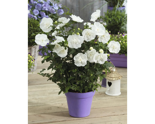 Un althéa blanc en fleurs dans un pot sur une terrasse en bois, entouré d'autres plantes et d'un petit nichoir.