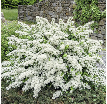 Spirée avec de nombreuses petites fleurs blanches dans un jardin devant un mur en pierre naturelle.