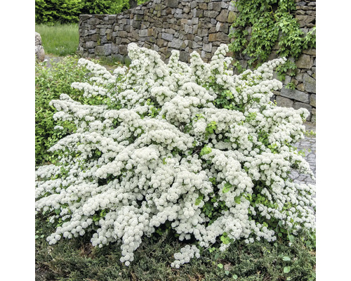 Spirée avec de nombreuses petites fleurs blanches dans un jardin devant un mur en pierre naturelle.