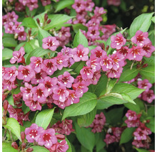 Arbuste Weigela en fleurs avec de nombreuses fleurs en entonnoir et des feuilles vertes.