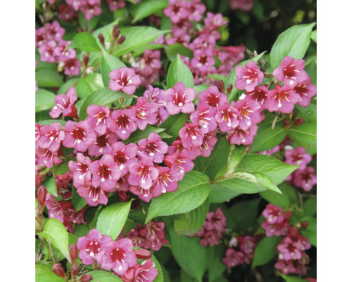 Arbuste Weigela en fleurs avec de nombreuses fleurs en entonnoir et des feuilles vertes.