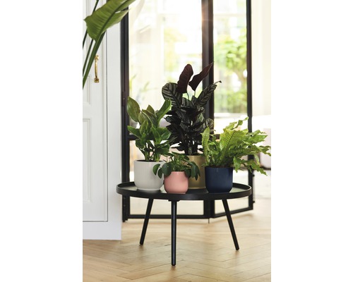 Vier Zimmerpflanzen in dekorativen Töpfen auf einem schwarzen Tisch