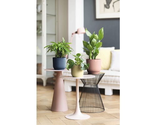 Intérieur avec trois plantes d''intérieur en pots sur des tables d''appoint.