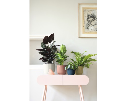 Plantes d''intérieur en pots sur une table, à côté d''une œuvre d''art au mur.