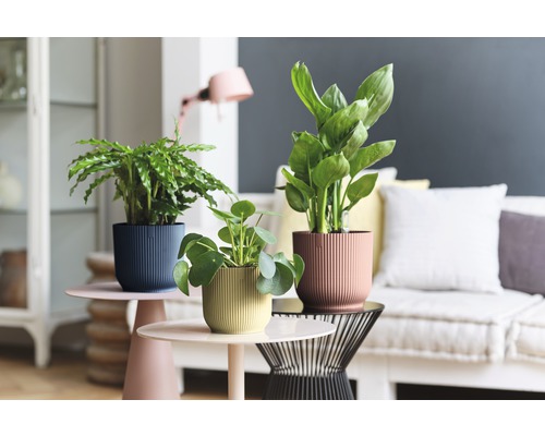 Plantes d''intérieur décoratives dans des pots structurés sur des tables d''appoint dans le salon