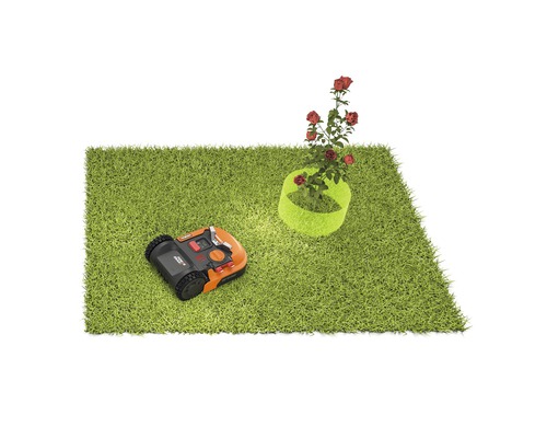 Rasenroboter auf Rasenfläche mit Rosenstrauch