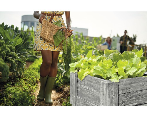 Scène de jardin avec un potager surélevé en bois planté de salade et une personne avec un panier de récolte.