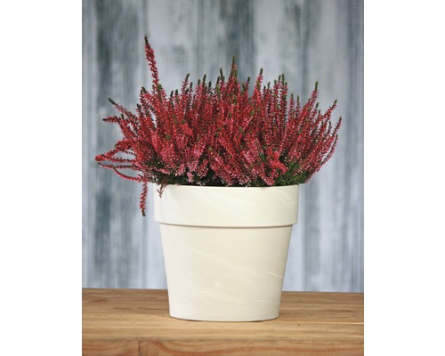 Bruyère dans un pot