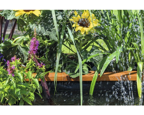 Scène de jardin avec des tournesols et autres plantes dans un étang