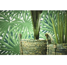 Scène avec cactus et plante verte dans des paniers tressés devant un papier peint à motif de palmier.