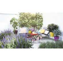 Espace de jardin décoré avec des sièges et des plantes