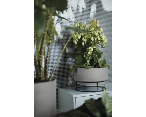 Plantes d''intérieur en pot sur une armoire