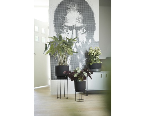 Dekorative Zimmerpflanzen in Pflanzgefäßen auf Pflanzenständern in einem hellen Raum