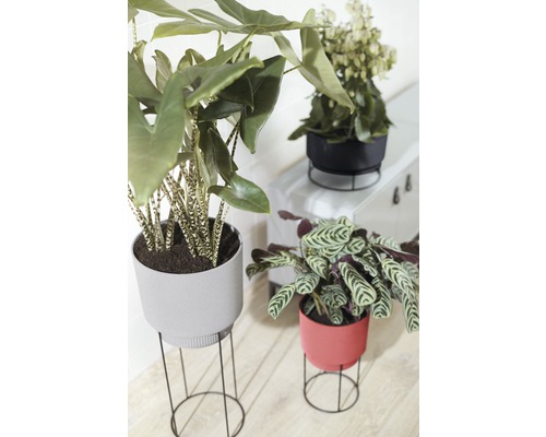 Verschiedene Zimmerpflanzen in Übertöpfen auf Pflanzenständern