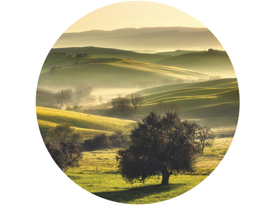 Paysage vallonné avec arbres et brouillard