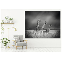Fototapete Vlies HRBP000005 Giraffen schwarz-weiß 5-tlg. 243 x 184 cm