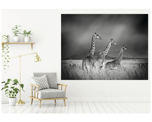 Image murale décorative avec trois girafes dans l''herbe en noir et blanc