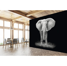 Fototapete Vlies HRBP000006 Elefant schwarz-weiß 5-tlg. 243 x 184 cm