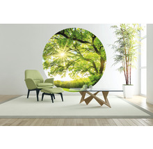 Fototapete Vlies HRBC200081 Baum mit Sonnenstrahlen Ø 190 cm