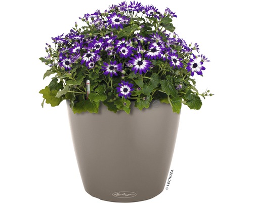 Blumenarrangement mit lila Blüten in einem grauen Pflanzgefäß