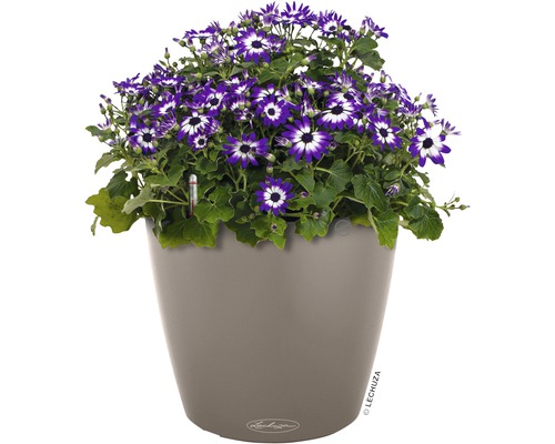 Blauweiße Zinerarien in einem grauen Blumentopf