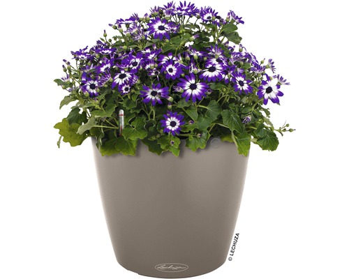 Cineraria bleu et blanc dans un pot de fleurs Lechuza