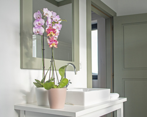 Salle de bain avec lavabo, miroir et orchidées en pot
