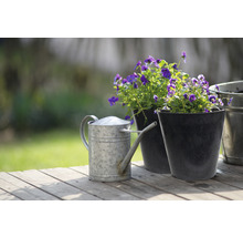Arrosoir galvanisé et violettes dans des pots sur une table en bois