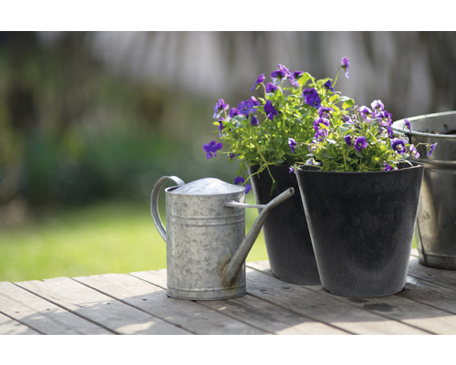 Arrosoir galvanisé et violettes dans des pots sur une table en bois